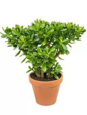 £4.42 • Buy Money Plant (Jade Tree) - Crassula Ovata  (1 X Large Plug Plant)