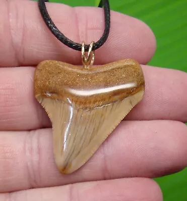 MEGALODON Shark Tooth Necklace - 1 & 5/8 - SHARKS TEETH - REAL FOSSIL MEGLADONE • $59