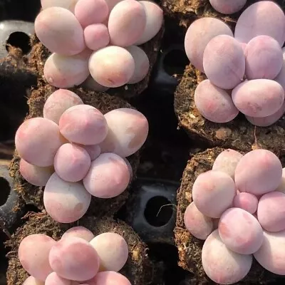 Pachyphytum Rice Ball Sp  3cm Diameter One Plant Succulent  • $8.50