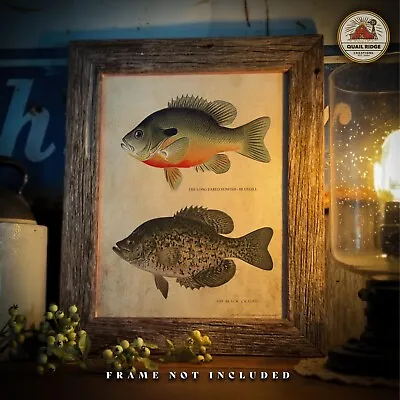 Bluegill Crappie Art Print 11x14 Vintage Lures Ice Fishing Hunting Cabin Decor  • $9.95