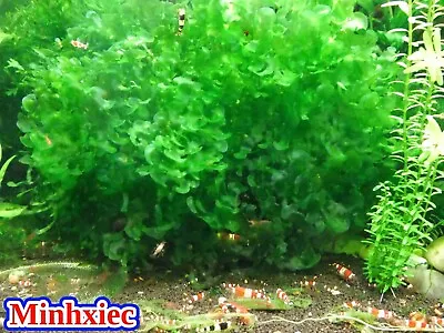 Subwassertang ( Fresh Water Seaweed ) - Live Aquarium Plants • $3.80