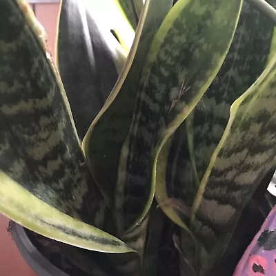 Live Plant MOTHER-IN-LAW-TONGUE SANSEVIERIA • $3.99