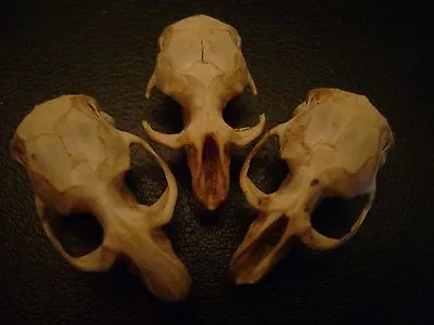 3 BLIND MICE Real Rat Skulls HALLOWEEN CRAFTS Taxidermy Display BONES Animal Lot • $17.99