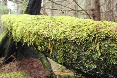 Fresh Live Sphagnum Moss 10”x10” Gallon Bag • $15