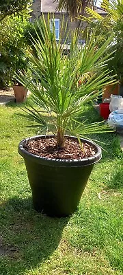 Chamaerops Humilis  Outdoor Fan Palm 4f In Large Black 50lt Pot Collection Only • £60