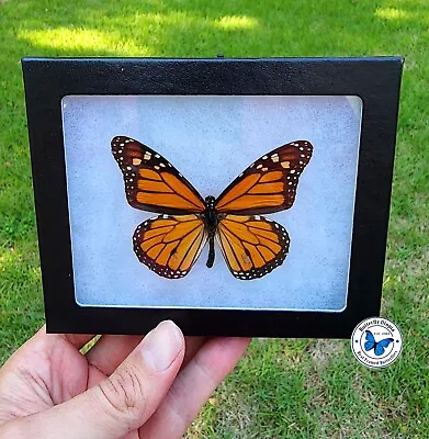 Real Framed  Second Quality  Monarch Butterfly - 5x4 Riker Mount • $39