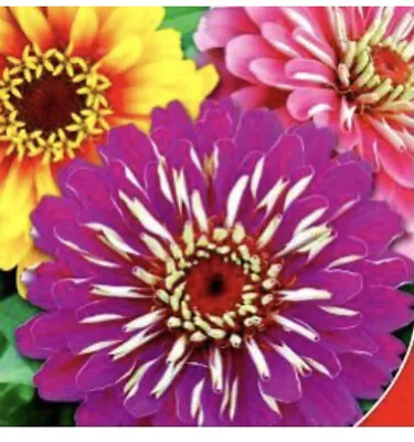 40 X ZINNIA ELEGANT TALL Double Mix Seeds • £1.50