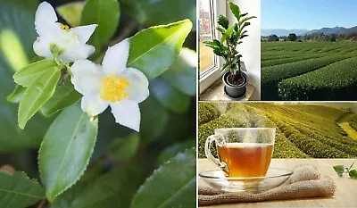 Camellia Sinensis  Darjeeling  | Grow Your Own Tea | 5 Seeds | Same Day Dispatch • £4.99