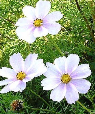 Cosmos Bipinnatus Sensation - Purity White - 450 High Quality Flower Seeds • £1.49