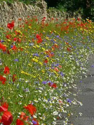 Uk Cornfield Annuals ( 100% Flower Seed No Grass Added ) 10 Gram - 8 Sq Meters(2 • £3.19