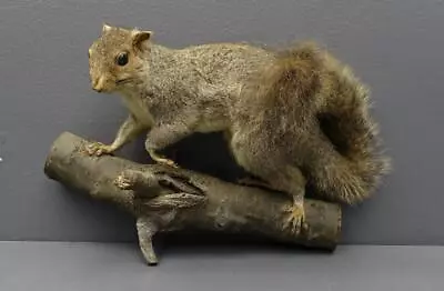 Mounted Taxidermy 11  Brown/Gray Squirrel Climbing Tree Wall Hanging • $229.99