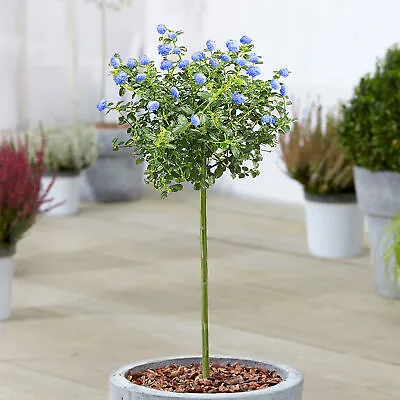 Ceanothus Repens Tree | Potted Californian Lilac Evergreen Ornamental Trees • £32.99