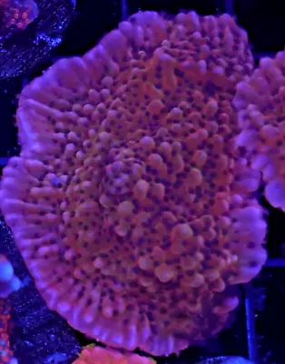 [WYSIWYG] RR Nauti Spiral Monti Cap LG #1 Easy Plating Montipora SPS Live Coral • $24.99