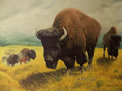 The Bison Offset Lithograph Print By Charles Frace Signed & Numbered 270/2000 • $164.50