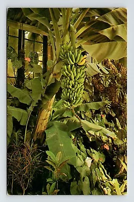 Longwood Gardens Kennett Square PA Pennsylvania Tropical Terrace Garden Postcard • $3