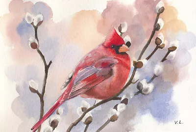 Watercolor Painting By Veronica  4  X 6  Cardinal Bird. • $14