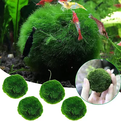 4Pcs 4CM Marimo Moss Ball Cladophora Live Aquarium Plant Fish Aquarium Decor • $16.12