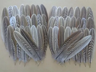 50 Cock Pheasant Wing Feathers 5.5  - 7  - UK Sourced - 1st Class Postage  • £5.50