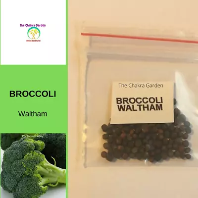 Broccoli ‘Waltham’- Vegetable - Heart Chakra-100 Seeds • $4.44