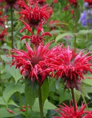 30+ Monarda Scarlet Red Bee Balm Flower Seeds / Perennial / Deer Resistant /rare • $3.97