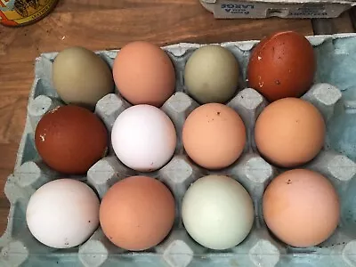 £40 • Buy 48 Farmyard Mix Hatching Eggs-Leghorns, Sussex, Warren, Bluebells, Marans