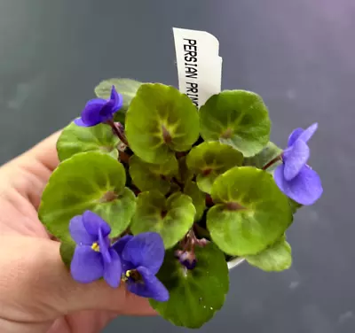 African Violet Plant-  Persian Prince  (miniature) • $10.50