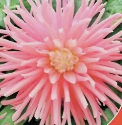 55 х ZINNIA Dahlia Seeds • £1.60