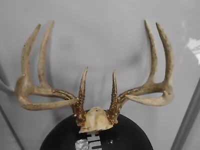  WHITETAIL DEER RACK 137 1/8 B&C Antlers Mule Mount Taxidermy Elk Cape Moose  • $160