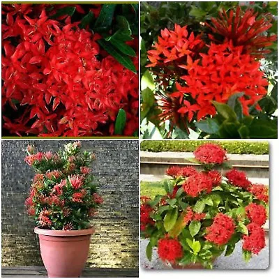 Dwarf Red Ixora Live Plants ~ Ixora Taiwanese Red 5 Inches Tall • $5