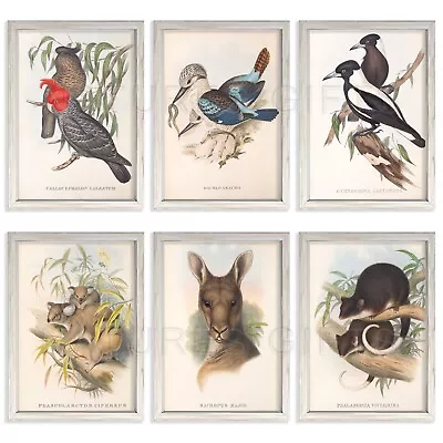 Set Of 6 John Gould Prints - A4 Size - Roo Possum Koala Magpie Kooka Gang Gang • $65.99