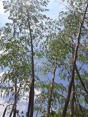 Moringa Cuttings : 7 Cutting Each Cut Is 8 Inches Food Forest Permaculture  • $20