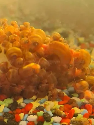 £19.88 • Buy 20+ Ramshorn Snails Clean Up Crew Shrimp Tank Aquarium Pond  UK