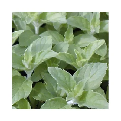 6 Mint Hilarys Sweet Lemon Herb Plug Plants *Perennial Herb Plant* Grow Your Own • £12.99