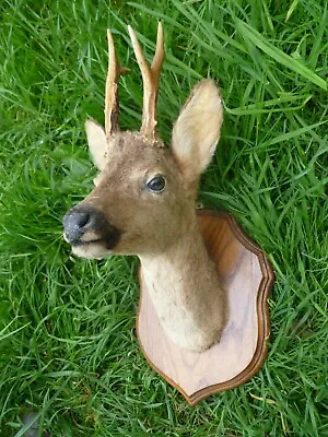 £145 • Buy TAXIDERMY Deer Head OAK MOUNT Antlers 