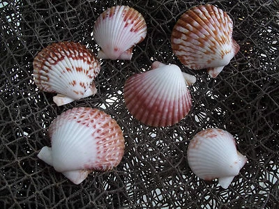 $7.19 • Buy 6 Pecten Pacifico Calico Scallop Seashell Beach Nautical Decor Tropical Aquarium