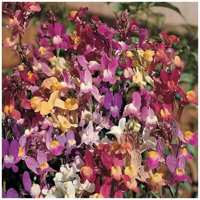 LINARIA Izzy's Gemstone Orchid X100 Seeds. Exotic Orchid-like Flowers Mix • $5.75