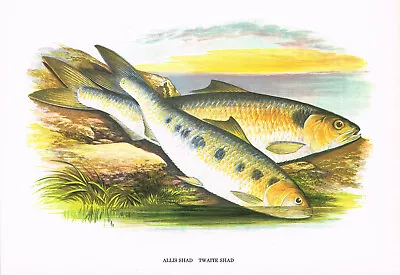 Allis And Twaite Shad Vintage Fish Print Picture A F Lydon 1981 Reprint BFF#103 • $4.34