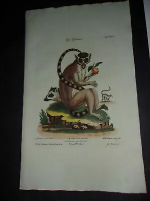 Rare Seligmann/Edwards Hand Colored FOLIO MONKEY Print 1749: MONKEY. XCII. • $59.99