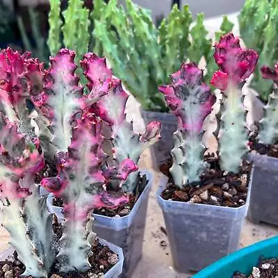 Live Plant - Variegated Euphorbia Lactea (#V8) | Rare Cactus | 5~6 Tall • $24