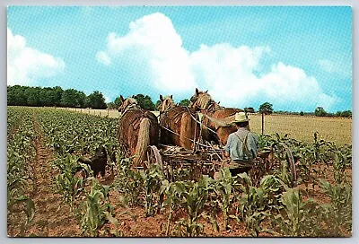 Postcard Amish Horse Drawn Farm Equipment Planting Corn • $4.99