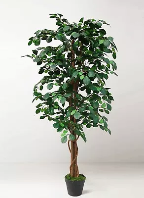 £36.95 • Buy Large Free Floor Standing Indoor Home House Plant Coin Tree Real Wood Trunk 4ft