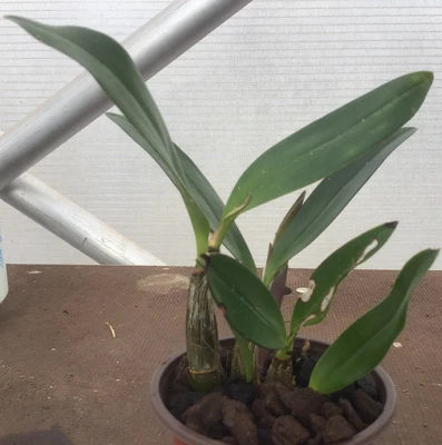 $12 • Buy Dendrobium
