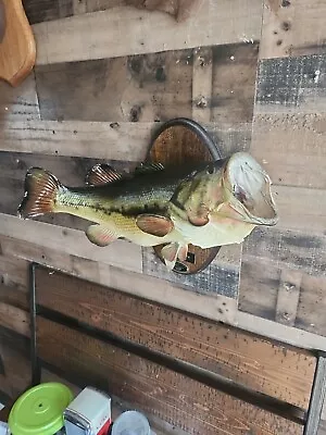 Taxidermy Large Mouth Bass Mount  • $80