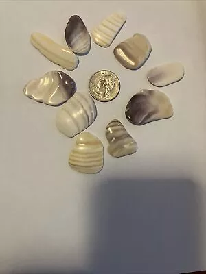 Lot Of 10 Pcs. Wampum Quahog Shell Pieces For Jewelery/Crafts #D • $4.99