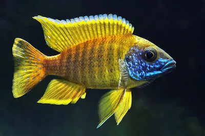 Aulonocara Baenschi ** Malawi Cichlid **  Peacock Cichlid • £7.99