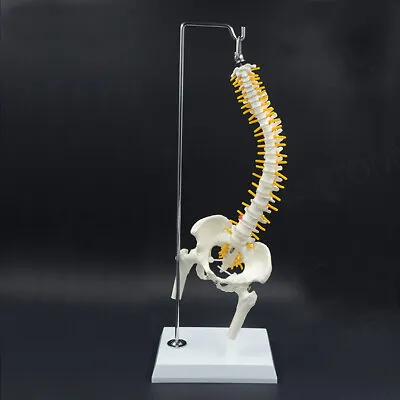 18  1:2 Size Hanging Bendable Spine With Pelvic Spine Model Anatomy Skeleton • $40.30