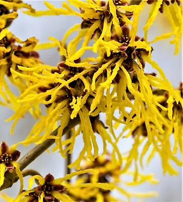 £17.92 • Buy 1 Witch-hazel 1 Foot Tall Potted Tree
