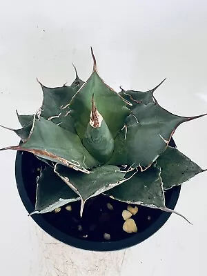 Agave Titanota • $25