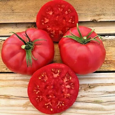 51+PINK PONDEROSA TOMATO Seeds Organic Heirloom Vegetable Garden Container Easy • $3.25