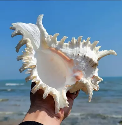 16-18CM Natural Large Conch Shell Kirin Snail Murex Ramosus Shell Collection • $47.90